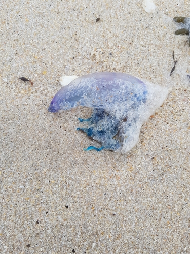 photo of Portuguese Man O' War (Physalia physalis)