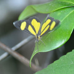 Cyllopodini