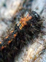 Eilema griseola