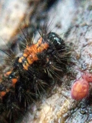 Eilema griseola