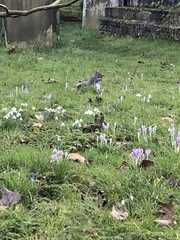 Sciurus carolinensis