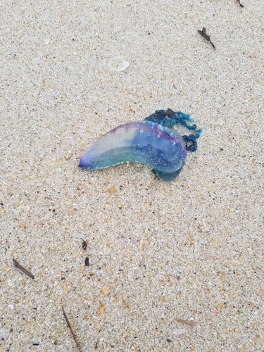 photo of Portuguese Man O' War (Physalia physalis)