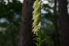 Digitalis lutea lutea