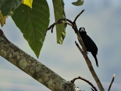 Sporophila crassirostris