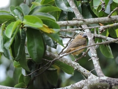 Sporophila crassirostris