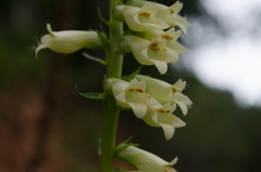 Digitalis lutea lutea