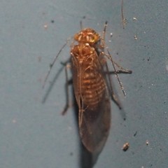 Lachesilla