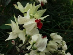 Clerodendrum thomsoniae