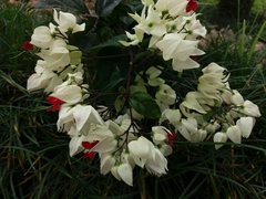 Clerodendrum thomsoniae