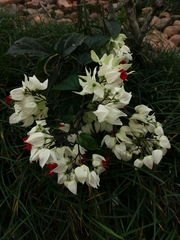 Clerodendrum thomsoniae