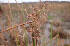 Juncus aridicola