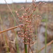Juncus aridicola - Photo (c) Sipke Gonggrijp, some rights reserved (CC BY-NC), uploaded by Sipke Gonggrijp
