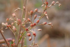 Juncus aridicola