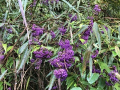 Callicarpa longissima