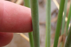 Juncus aridicola