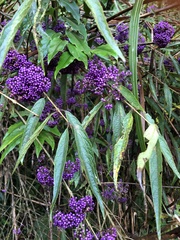 Callicarpa longissima