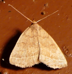 Zanclognatha marcidilinea