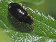 Luperus xanthopoda