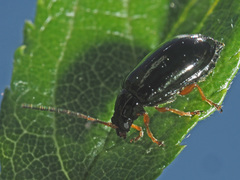 Luperus xanthopoda
