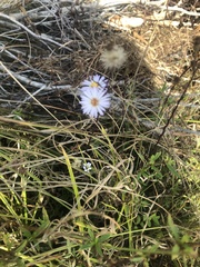 Symphyotrichum adnatum