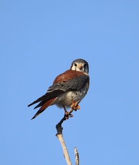 Falco sparverius
