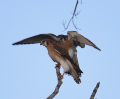 Falco sparverius
