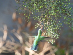 Chlorostilbon lucidus