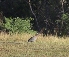 Numida meleagris galeatus