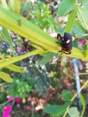Rhyephenes