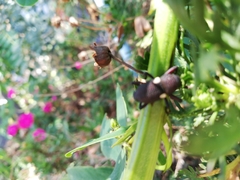 Rhyephenes