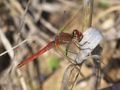 Sympetrum fonscolombii