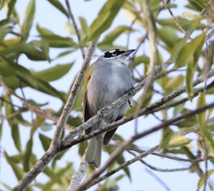 Phaenicophilus palmarum