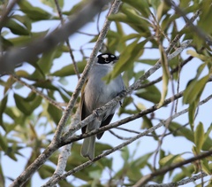 Phaenicophilus palmarum