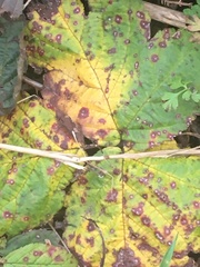 Phragmidium bulbosum