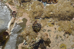 Tylothais savignyi