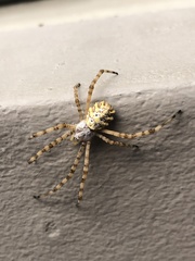 Argiope australis