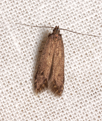 Monochroa lutulentella