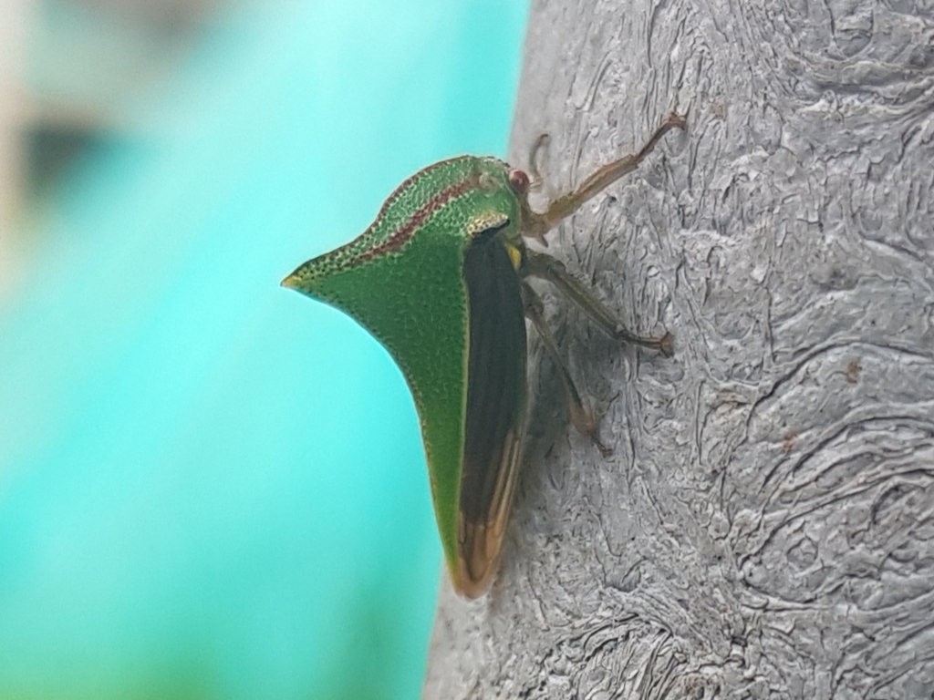 Umbonia lativitta