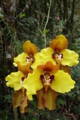 Cyrtochilum macranthum