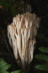 Ramaria acrisiccescens