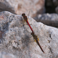 Sympetrum fonscolombii