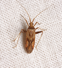 Phytocoris varipes