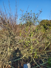 Frangula californica californica