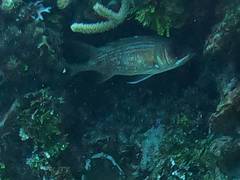 Holocentrus adscensionis