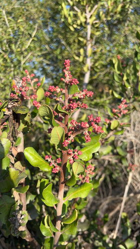 iNaturalist observation photo of lemonade berry