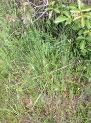 Brachypodium distachyon