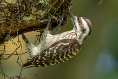 Yungipicus moluccensis