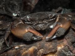 Hemigrapsus takanoi
