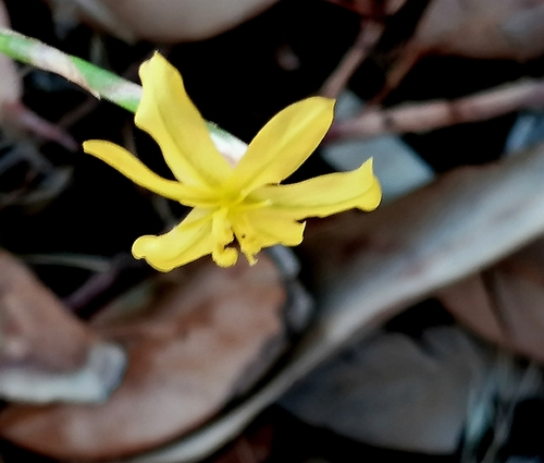 Image of Moraea lewisiae by no rights reserved