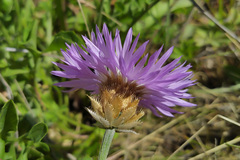 Psephellus caucasicus